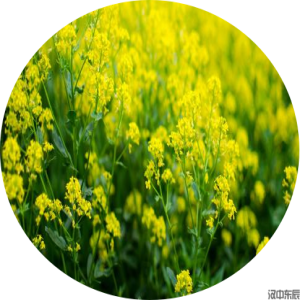 一年级主题5  春：最美油菜花海