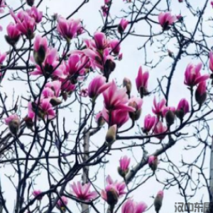 一年级主题6  春：市花古旱莲