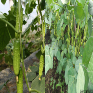 二年级主题6 家乡的春种-点瓜种豆