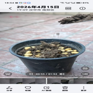 春种：点瓜种豆