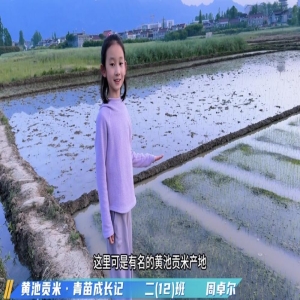 二(12)班周卓尔 探寻西乡黄池贡米生长过程