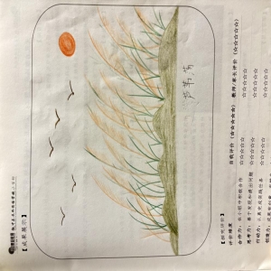 二 12 班谭博元～芦苇的秘密